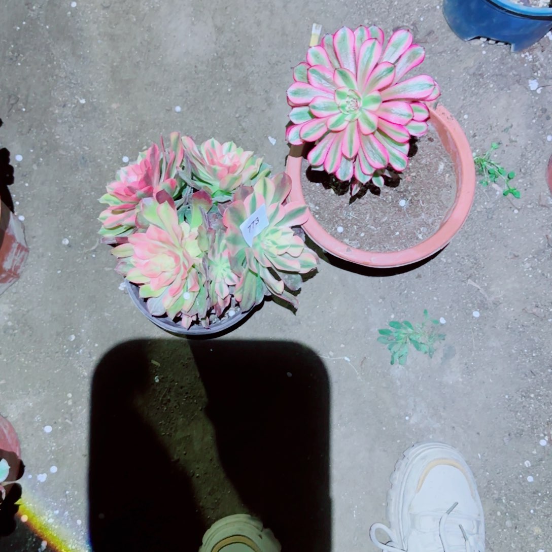 小**。白月光法师多肉773两颗