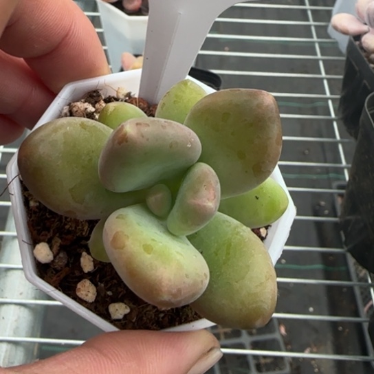 20芒果奶一物一拍多肉