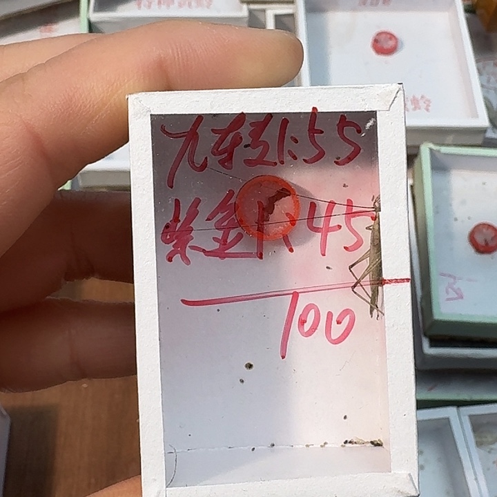 清***来蟋蟀22222222222222222