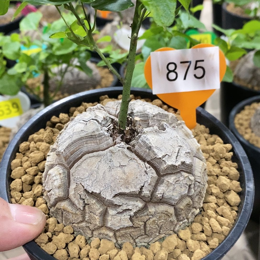 南非龟甲龙龟甲龙