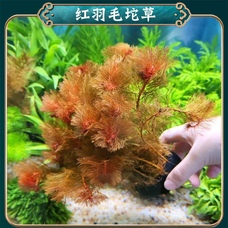 红羽毛坨草活体水草增氧净化水质