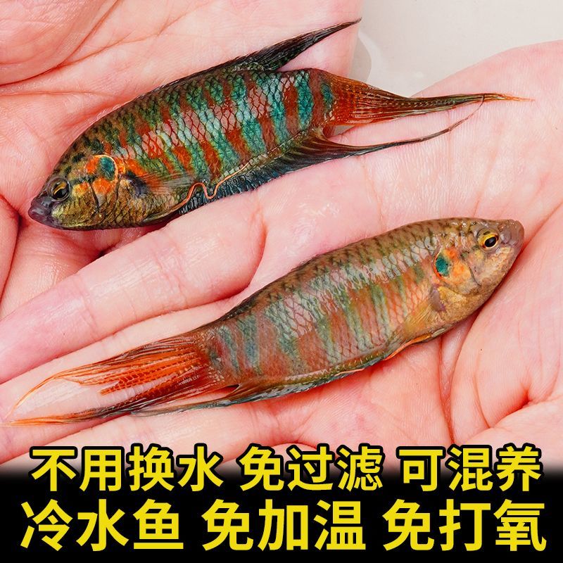 冷水鱼斗鱼普叉巨普盘皮丝旁皮婆淡水鱼耐养好活耐高温小型观赏鱼