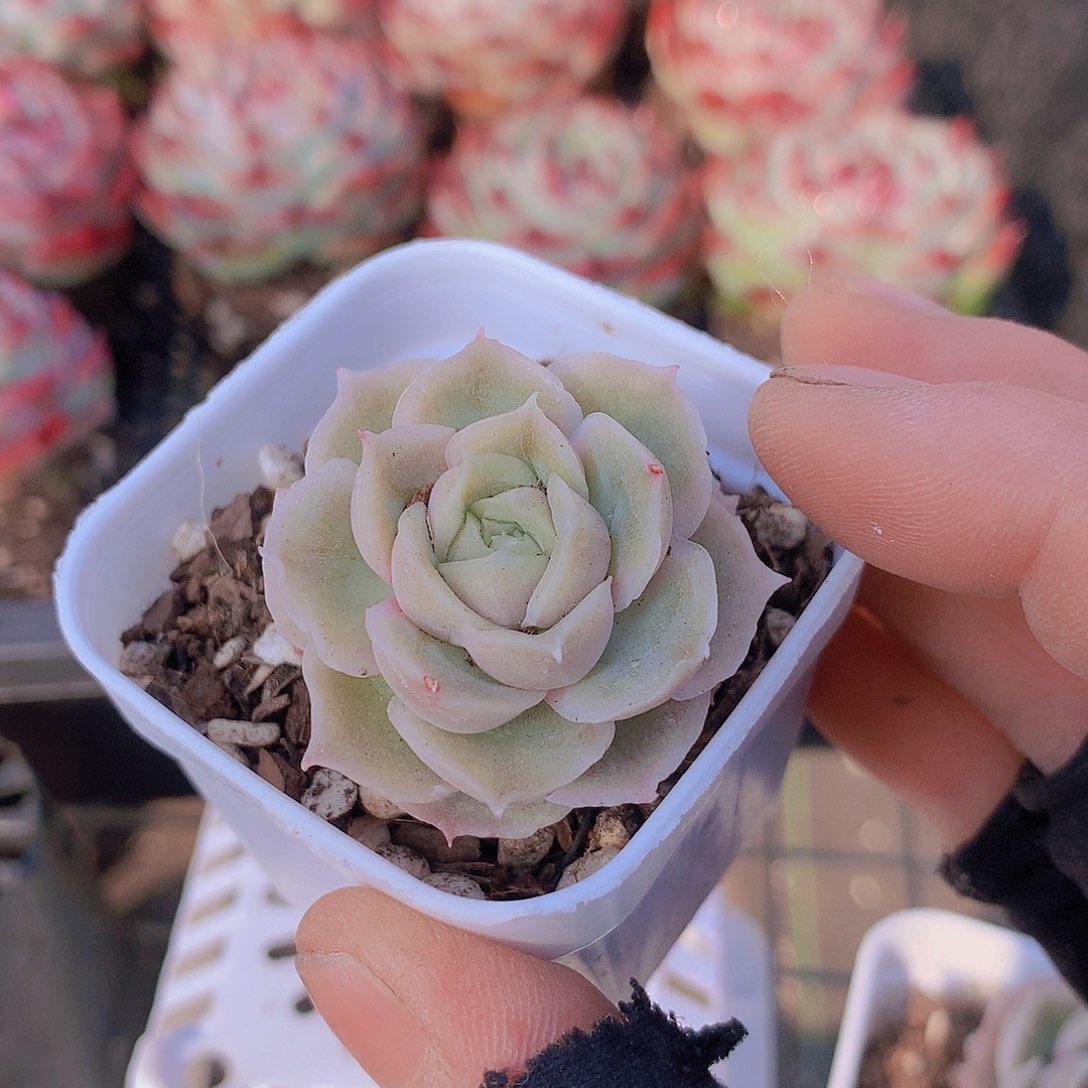 水晶虾饺34678999000 