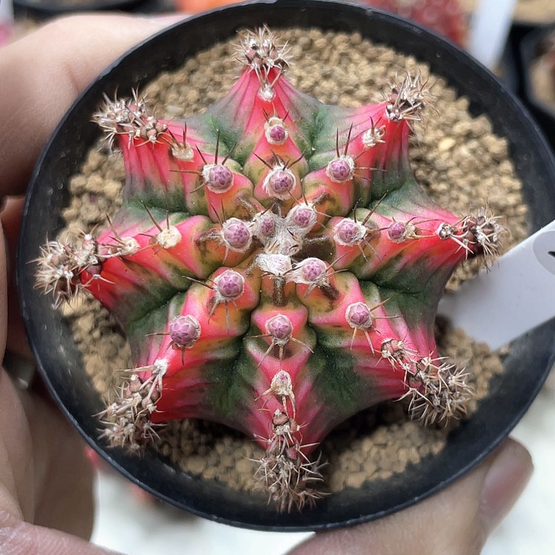 泰系名品侧，花蝴蝶