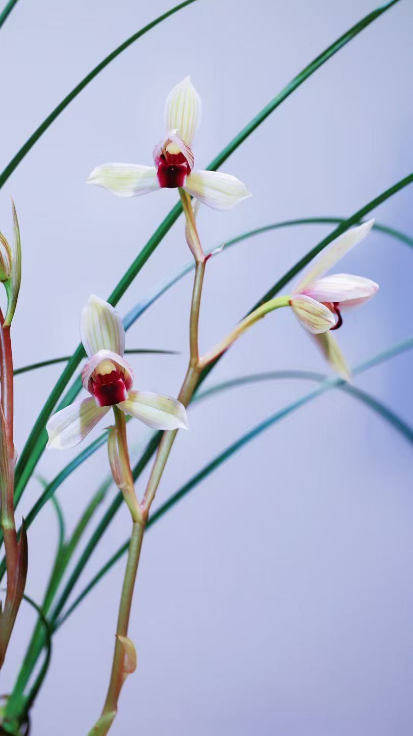 兰花直播 专属一物一拍 建兰蕙兰莲瓣兰春剑艺草兰花绿植花卉