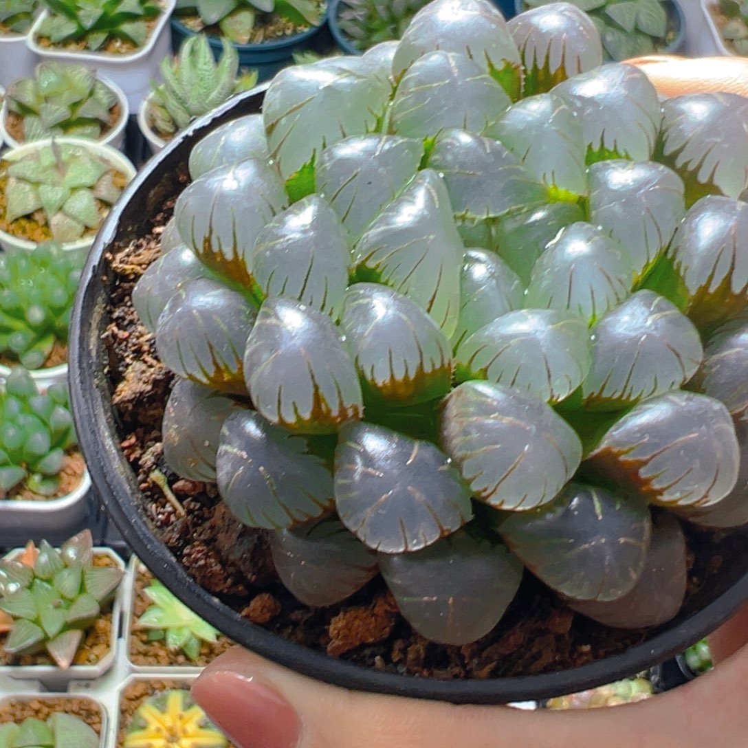 孔明灯万象盆玉露多肉多肉