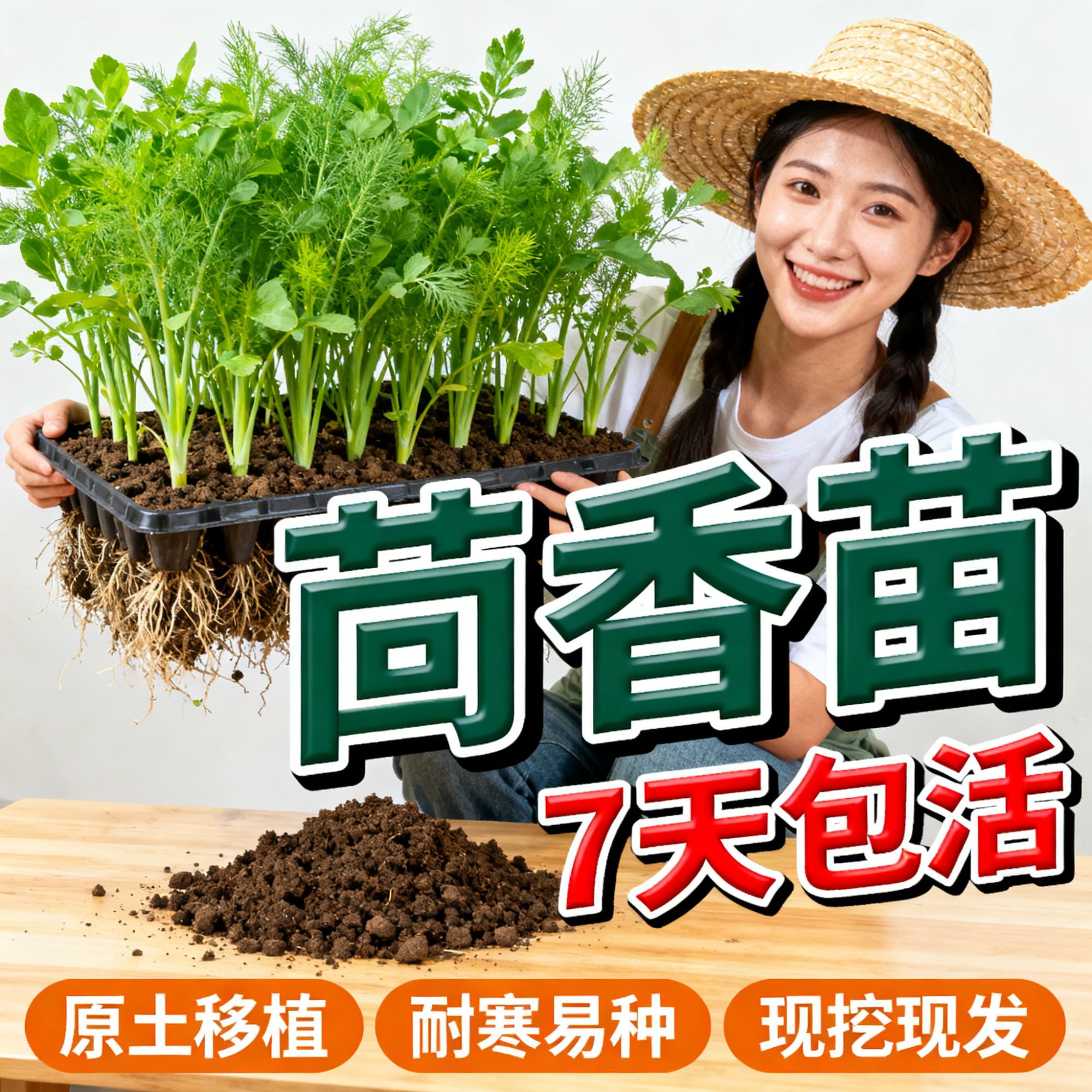 新鲜带土带根茴香苗秧苗老品种可盆栽四季蔬菜苗茴香种籽浓香菜苗