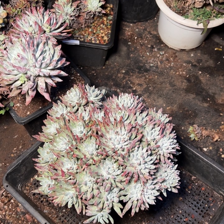 882哈哈哈哈哈哈哈哈