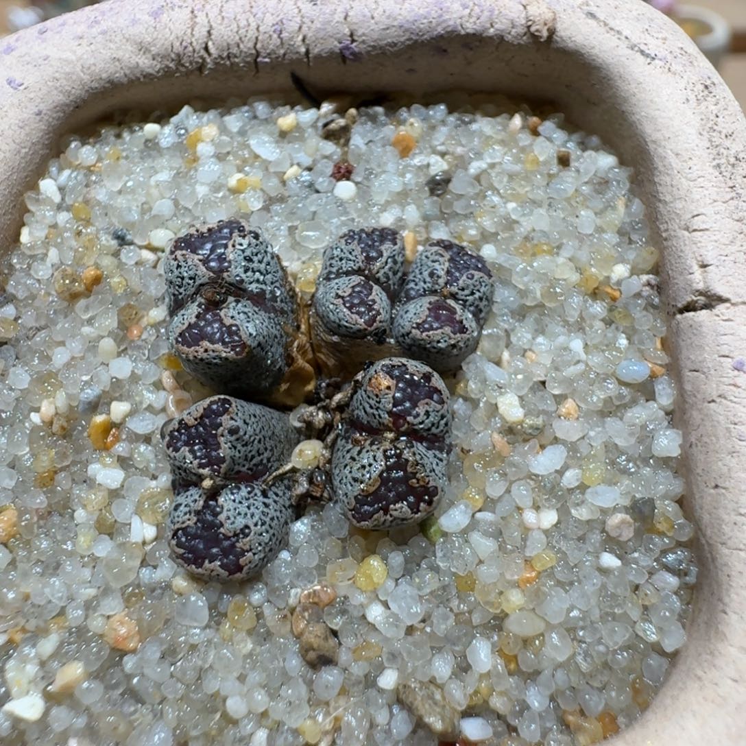 蘑菇1037蝴蝶勋章多肉植物