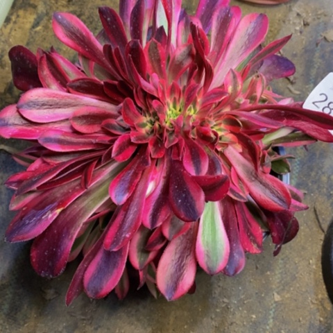 美杜莎多肉植物2832