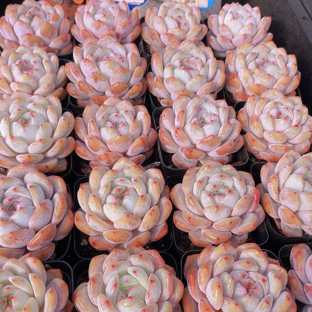 量拍140号 韩版橙梦露大单头一个