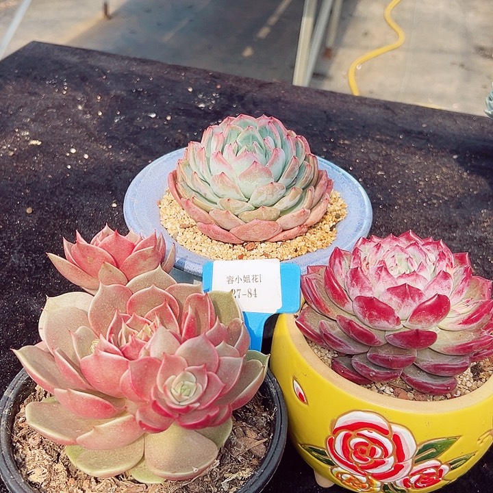 27.84一筐多肉植物