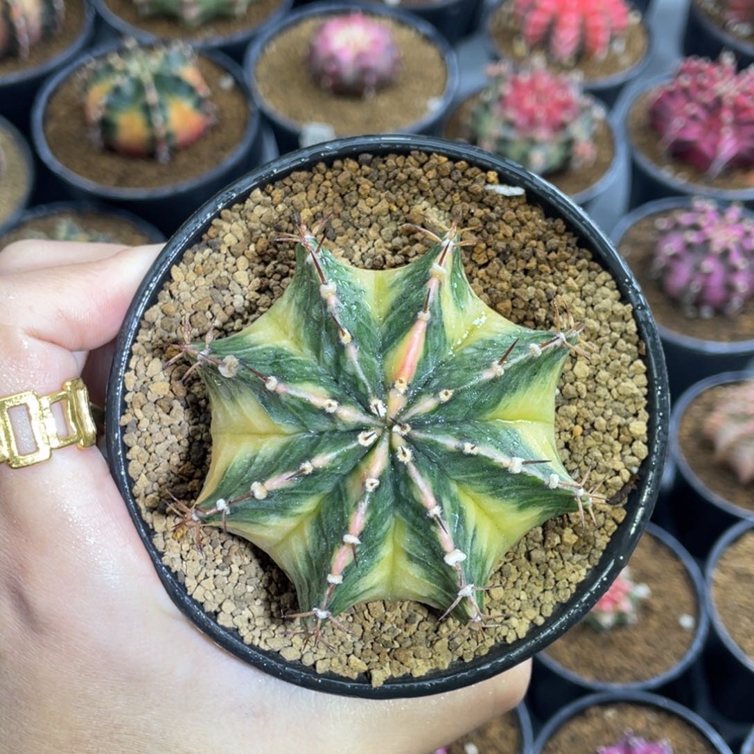 米哈星球00000000202