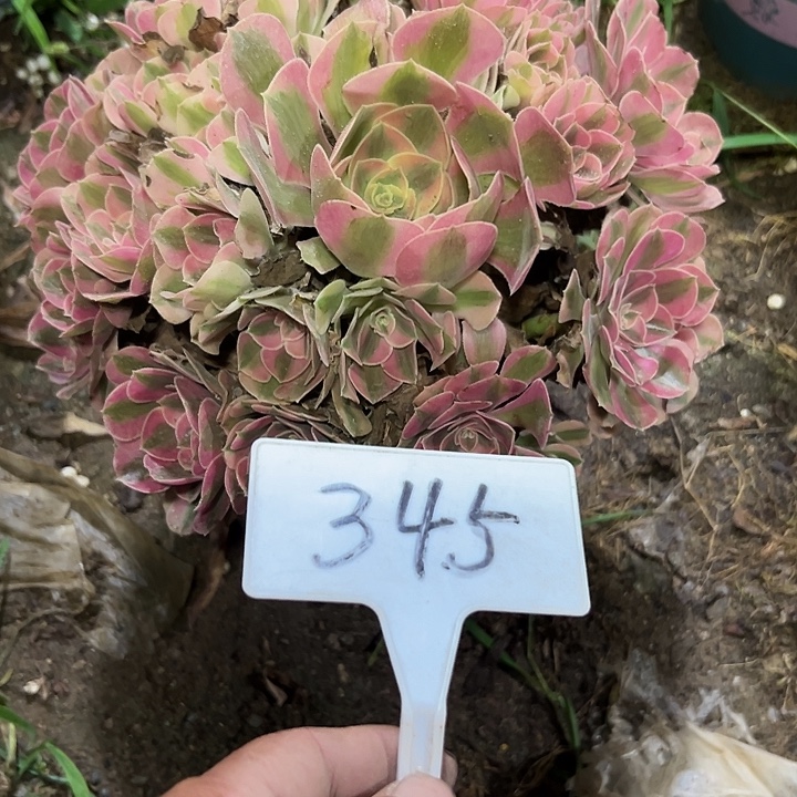 多肉植物的女巫法师