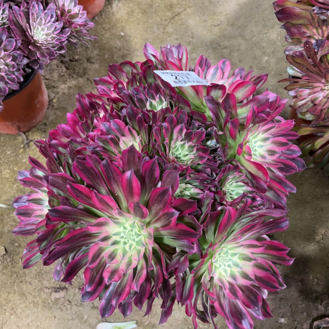 217天合多肉植物法师丛林