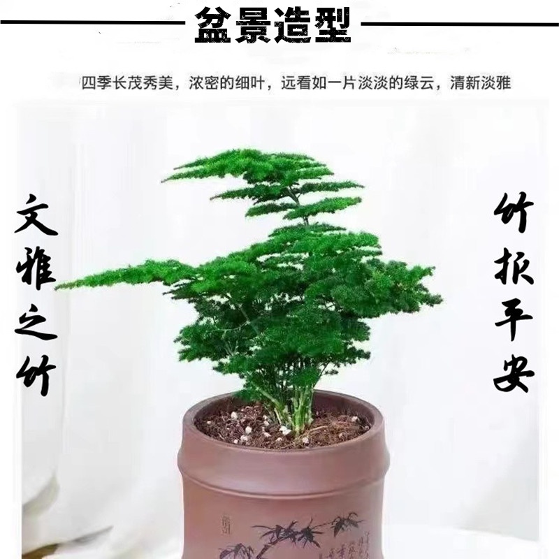【文雅之竹】高档名贵品种矮生密叶盆景造型超美 数量不多了