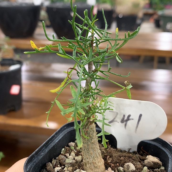 241飞羽橄榄哈哈哈实生