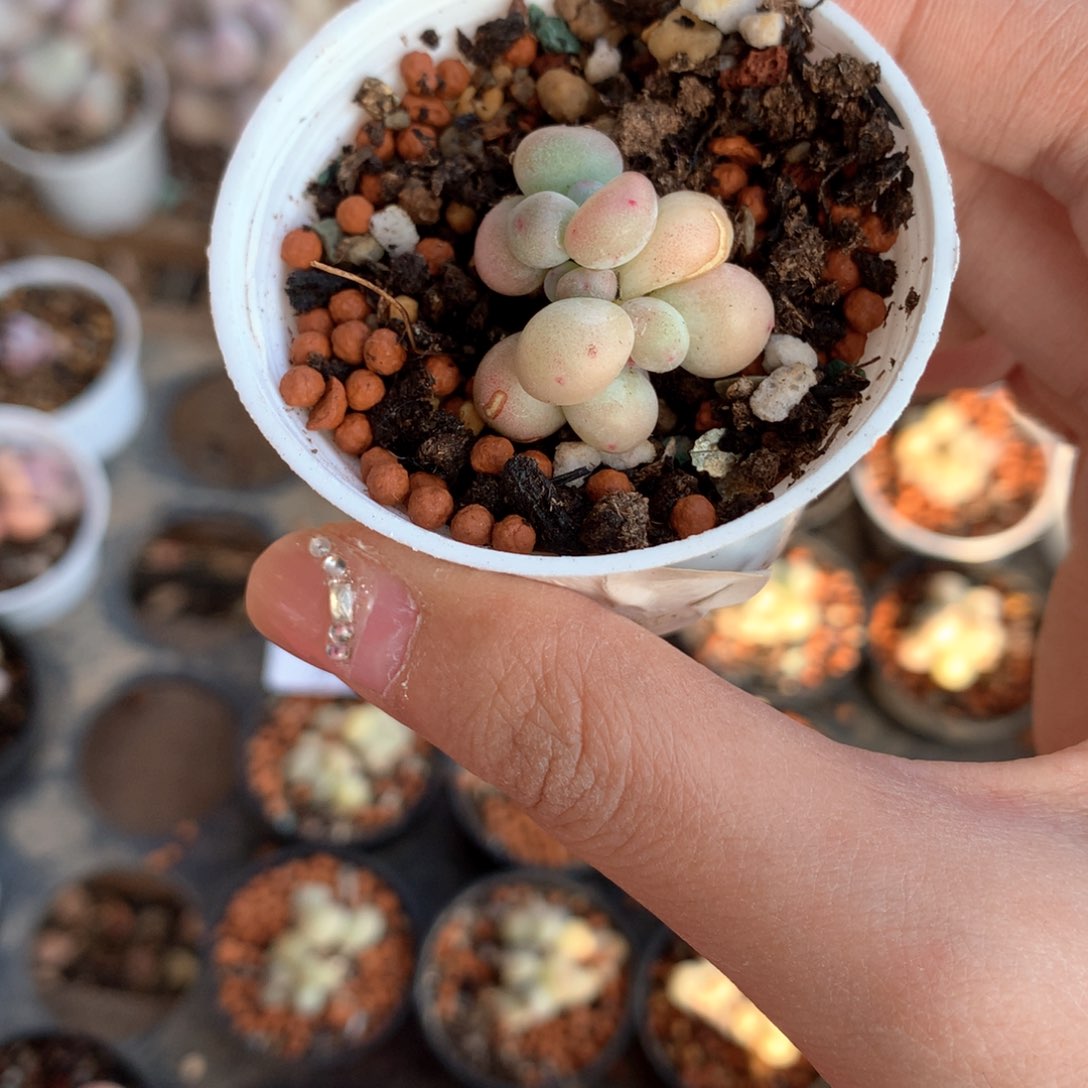 萤火虫萤火虫萤火虫