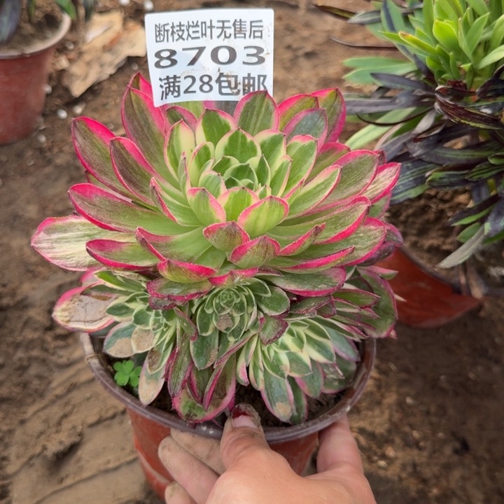 8703二号棚海鲜多肉B