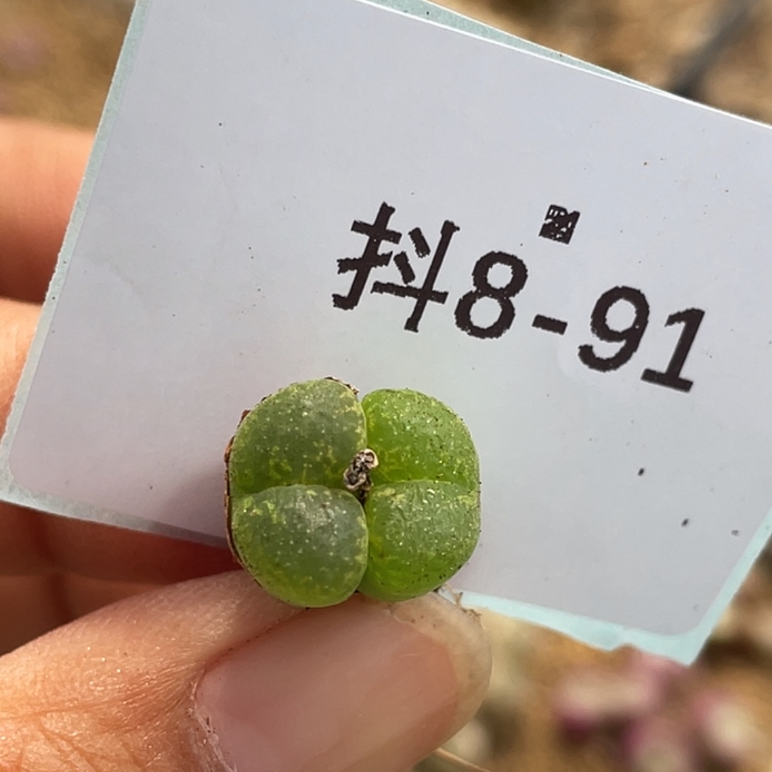8-91肯尼迪多肉植物肉锥