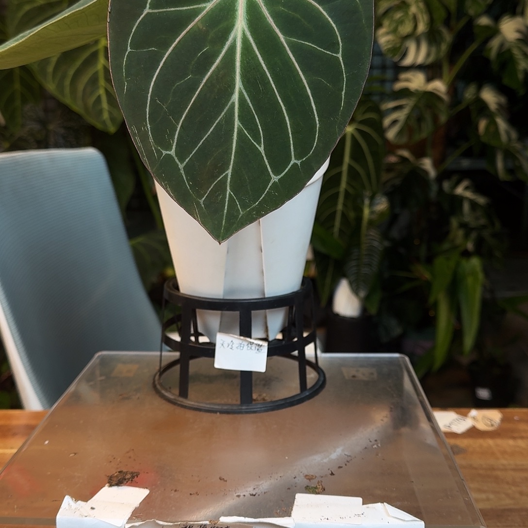 长***圈不开花植物G195kos