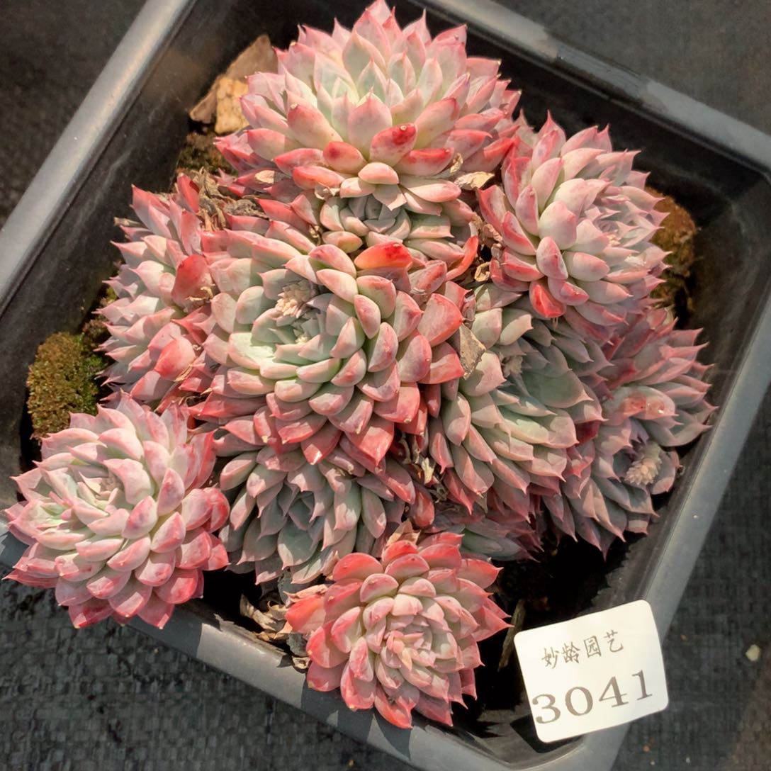 3041杂交多肉植物