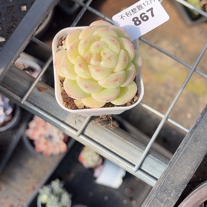 阿雅园艺。     867胖墩