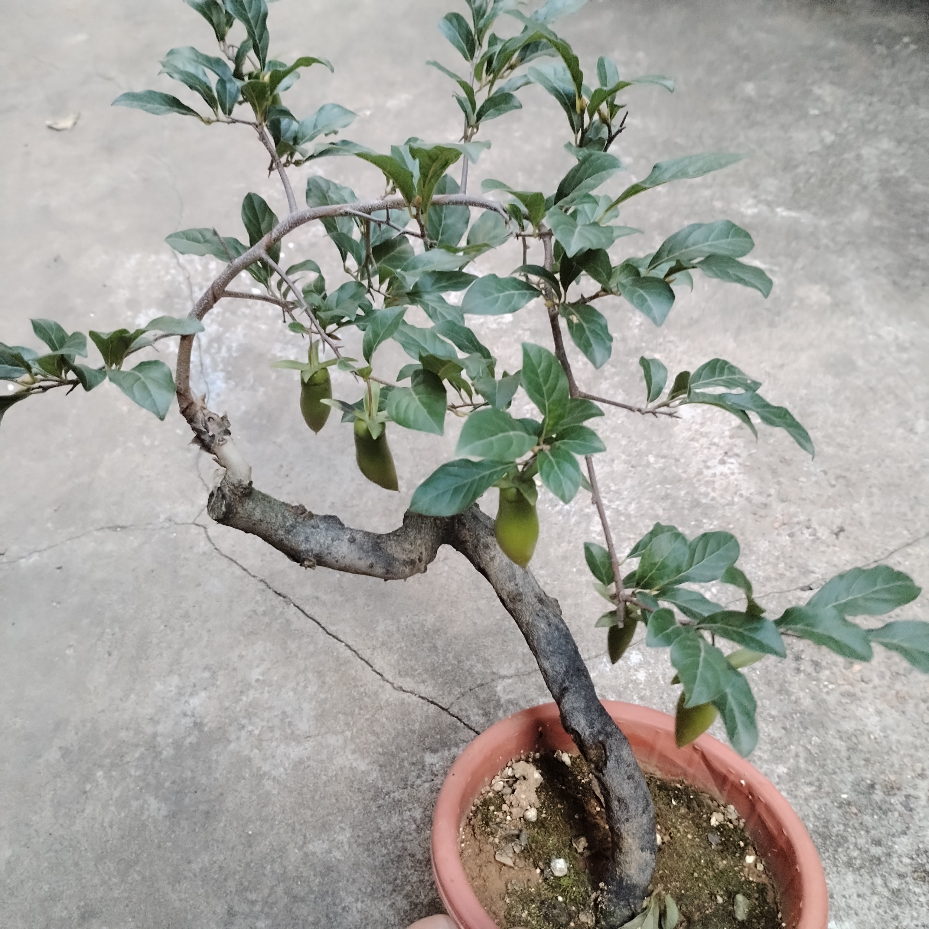 梅花盆景单拍无效的素材