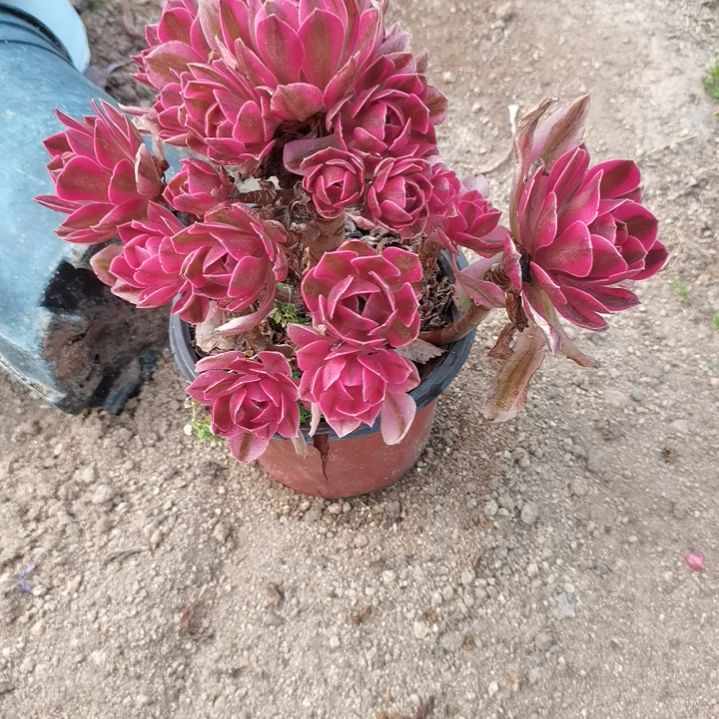 粉女巫老桩盆栽花卉盆1