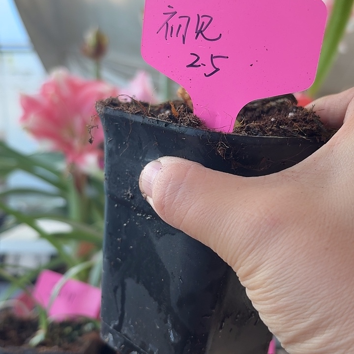 无花朵初见朱顶红直径2.5