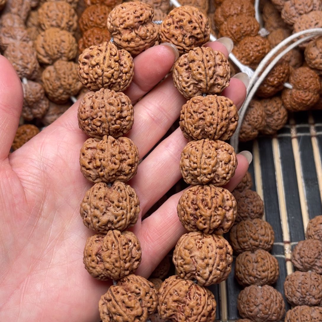 菩提20号尼泊尔大金刚双龙梅花24