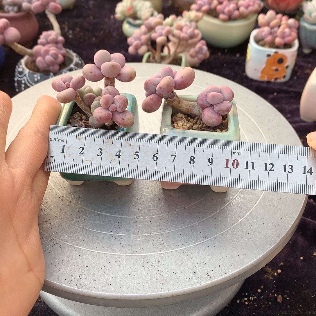 59号带盆偏远地区不包邮的