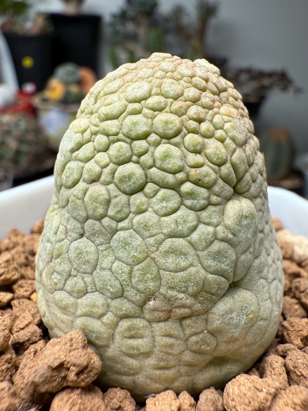 实生凝蹄玉带盆发货冠服3.8