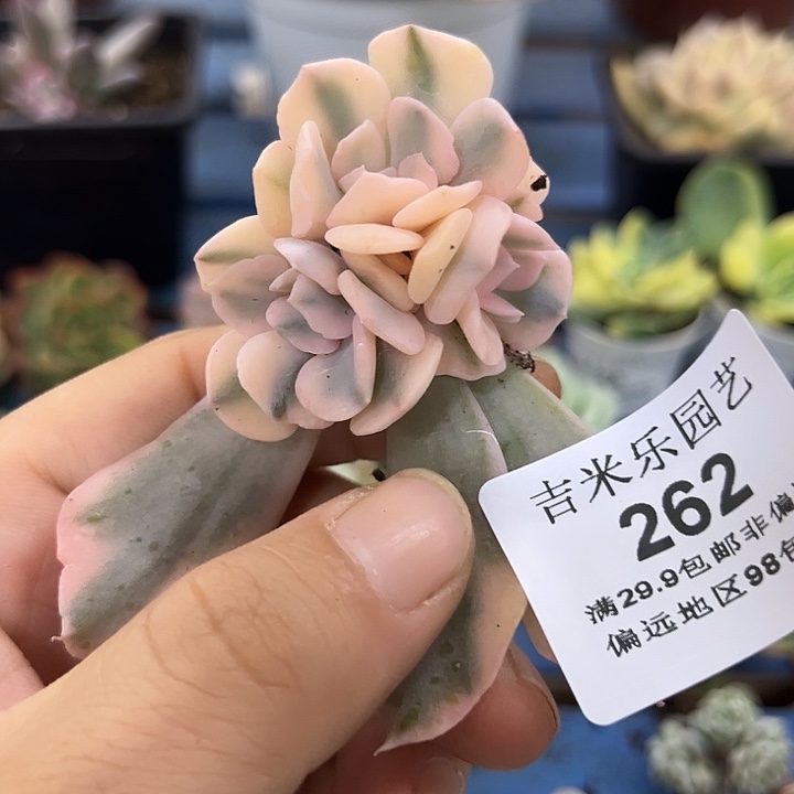 262利比里亚锦底座炸多肉
