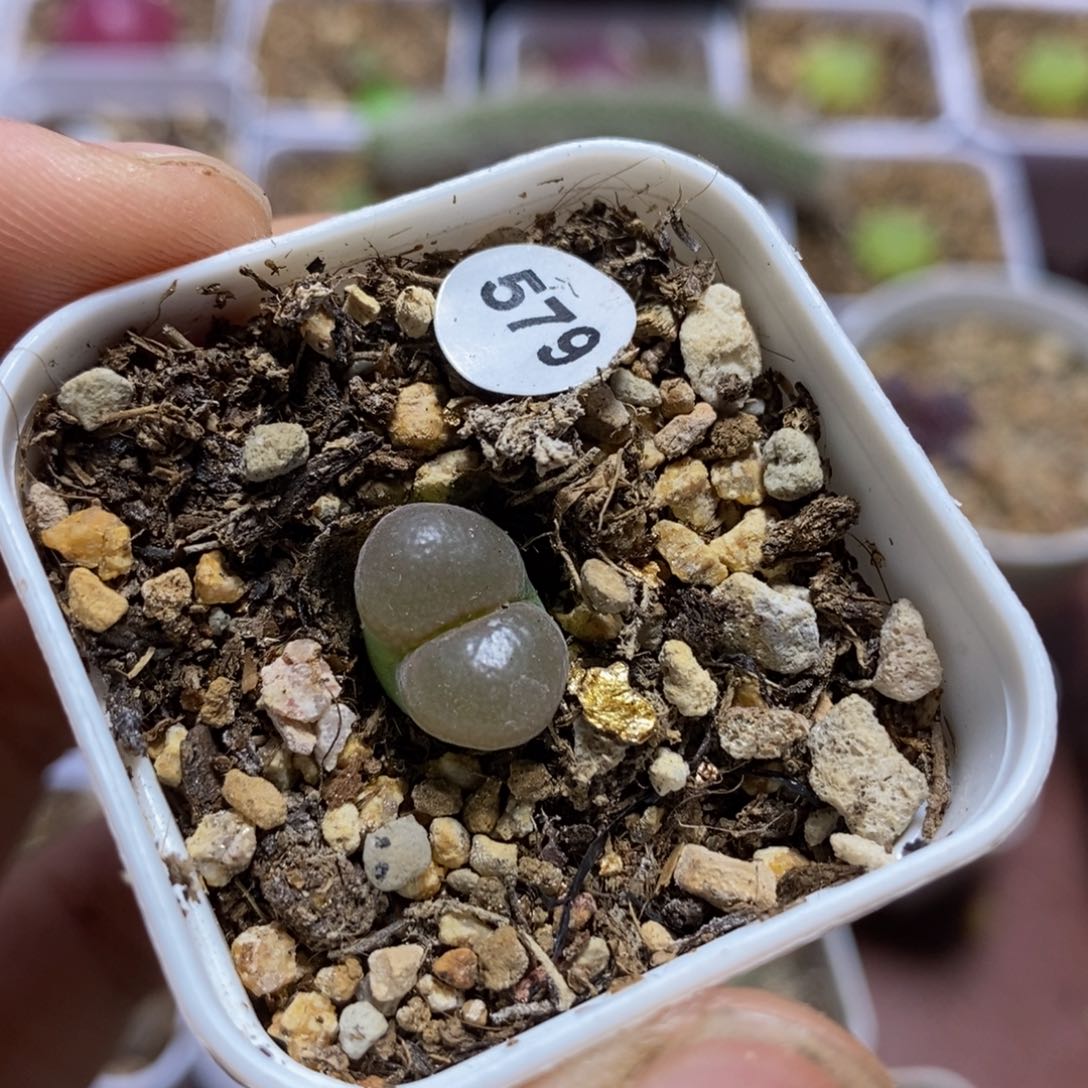 漂亮风铃多肉带盆579