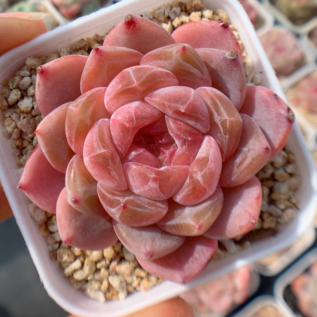 多肉植物。 糖心41