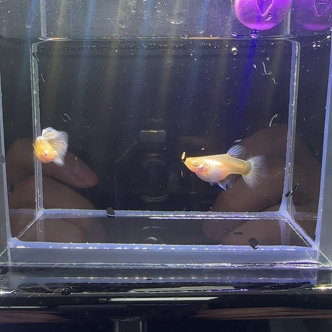 黑玛丽鱼紫蛇孔雀鱼。17号