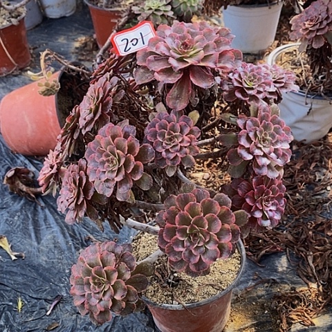 紫烟老桩捧花201号