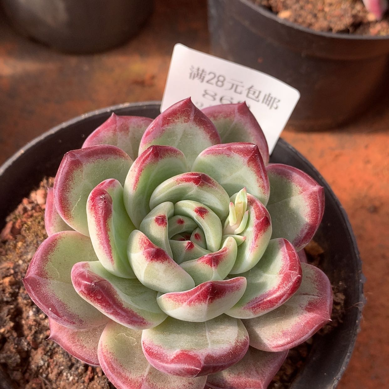 【闪购商品】云869号夜魔侠6厘米