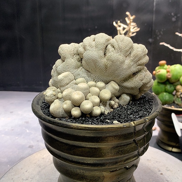302小人帽缀化哈哈哈哈哈