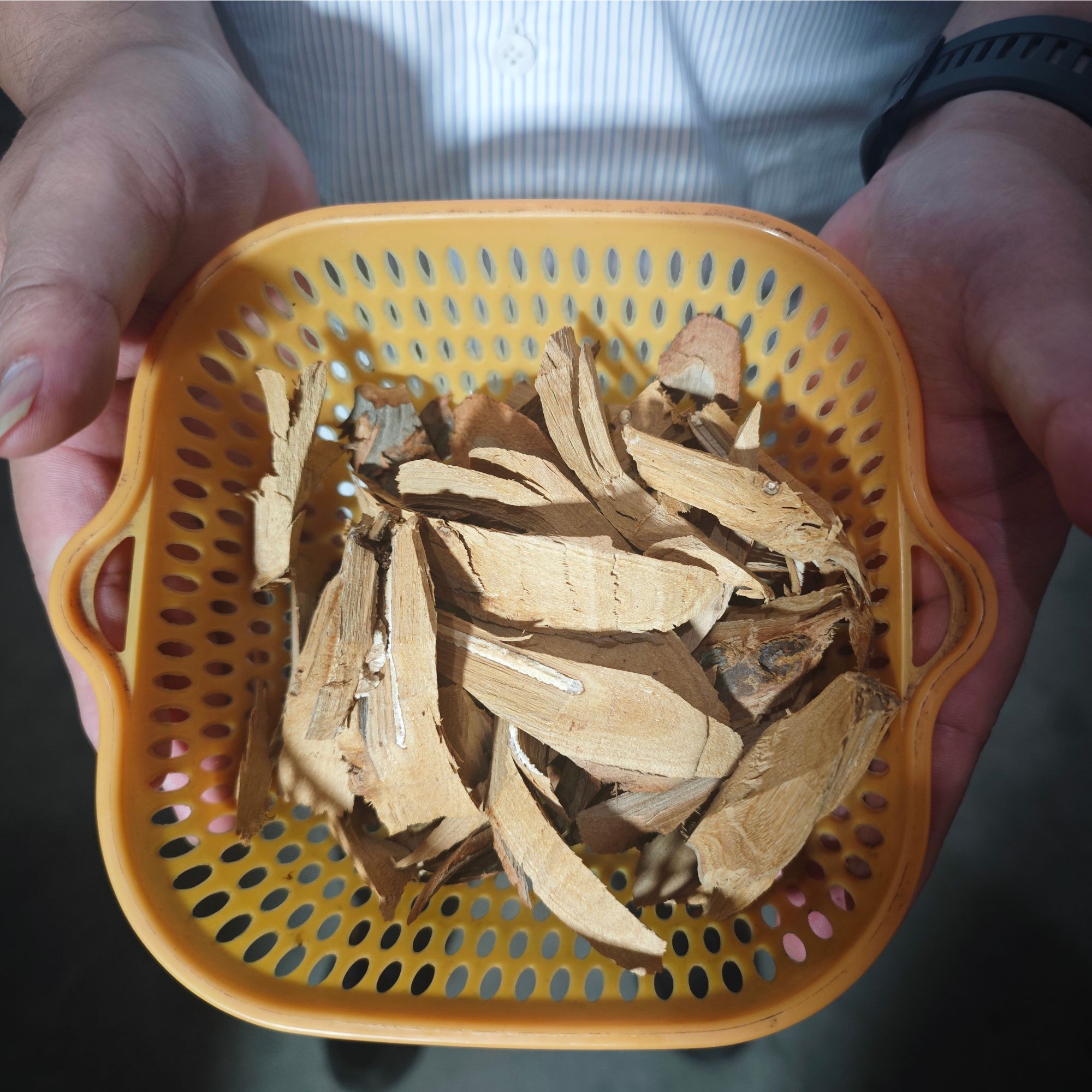 上堡本地野生钩藤中药材深山采收泡茶泡水100克—500克包邮