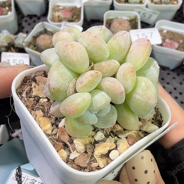 163 号到手1框江北多肉