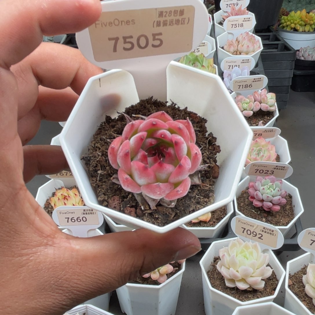 7505吉娃娃4.0厘米