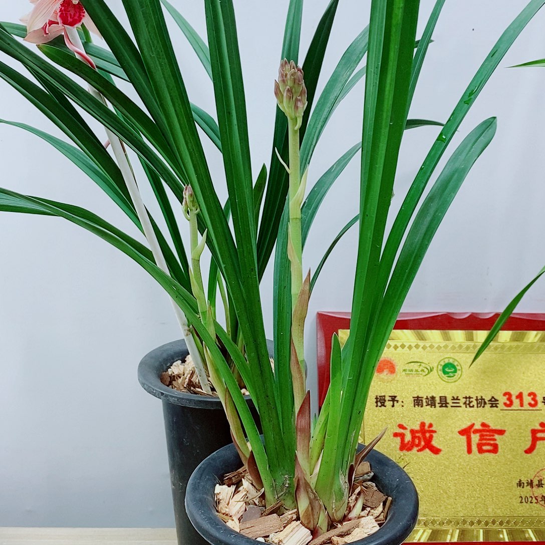 少量花朵（建议范围：2朵-5朵 或40%以下）