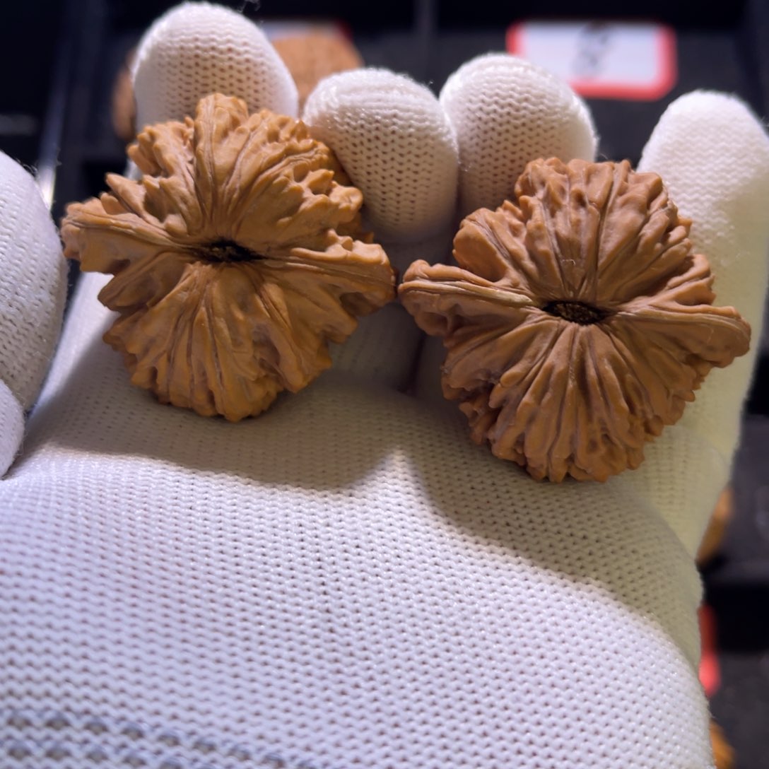 我***来秦皇岛山地果全品—31