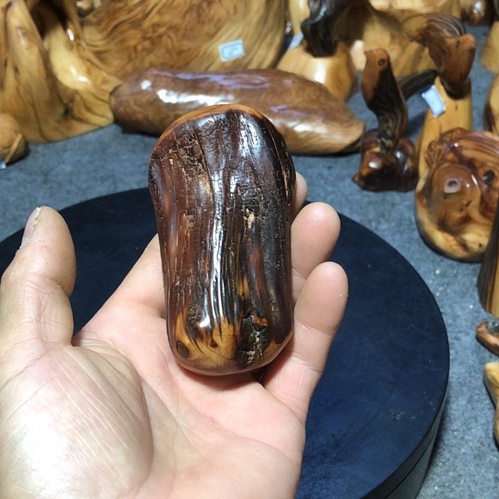 日***心柏木（崖柏）崖柏19