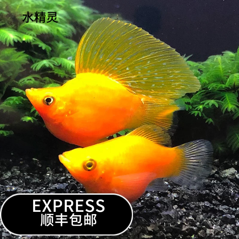 金玛丽球体热带观赏鱼适合水族鱼缸养殖