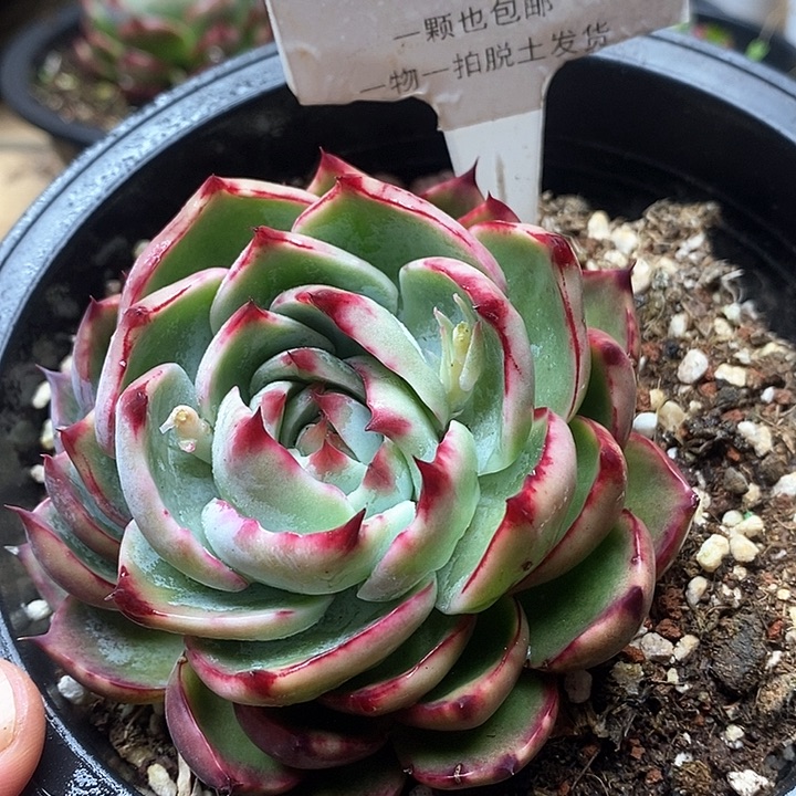 惊鸿仙子一物一拍028