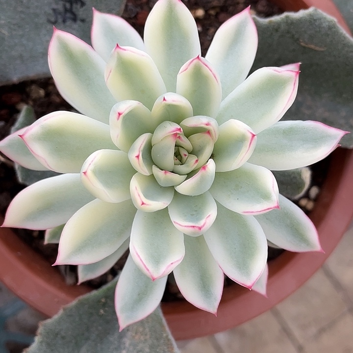 新奇兵锦一物一拍锦龙