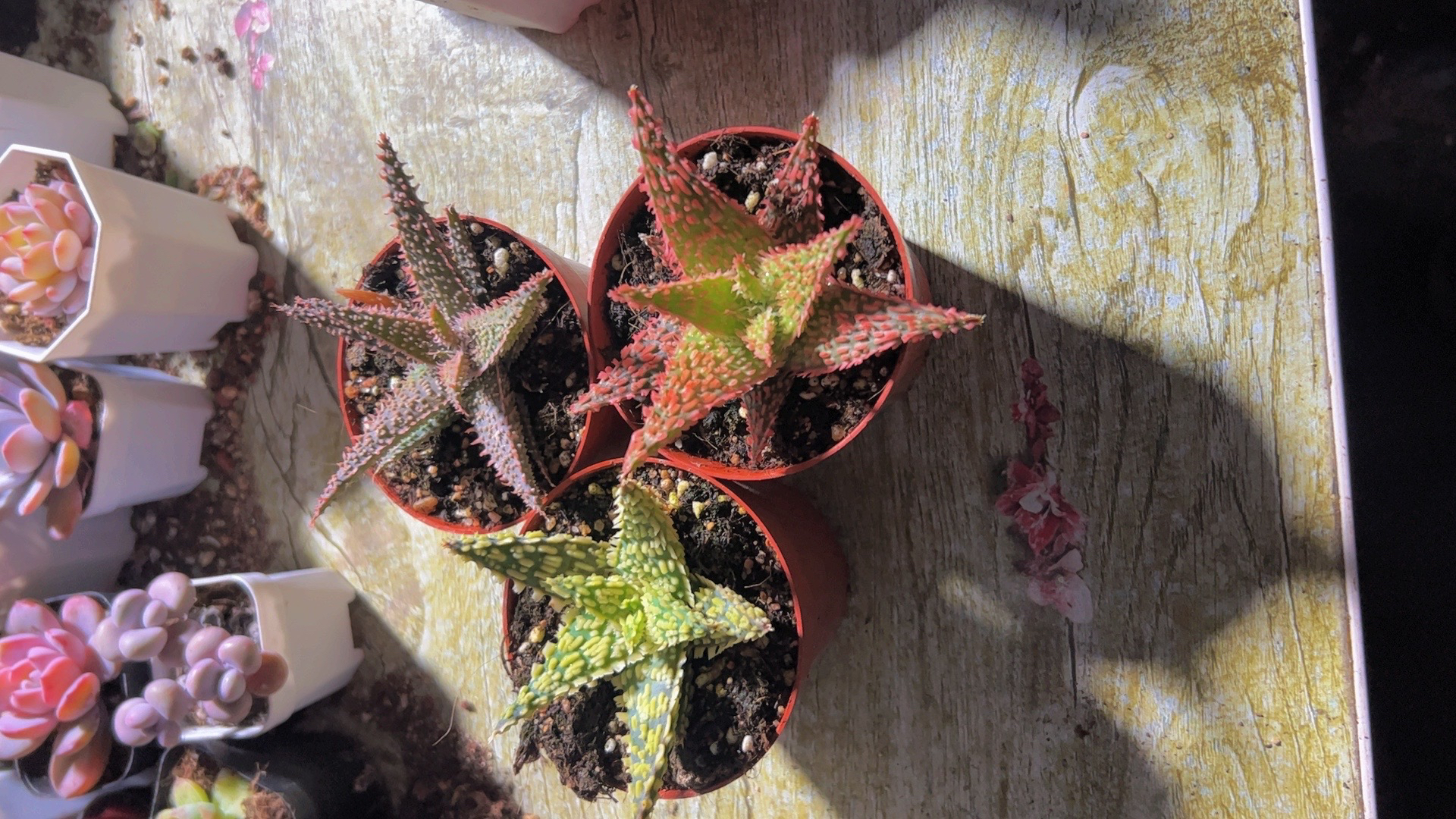 90园艺芦荟（满9.9包邮）